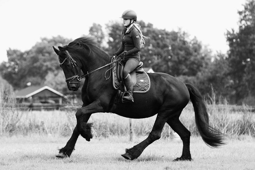Paarden/ponys zadelmak maken/ doorrijden, Dieren en Toebehoren, Ruin, Dressuurpaard, 3 tot 6 jaar