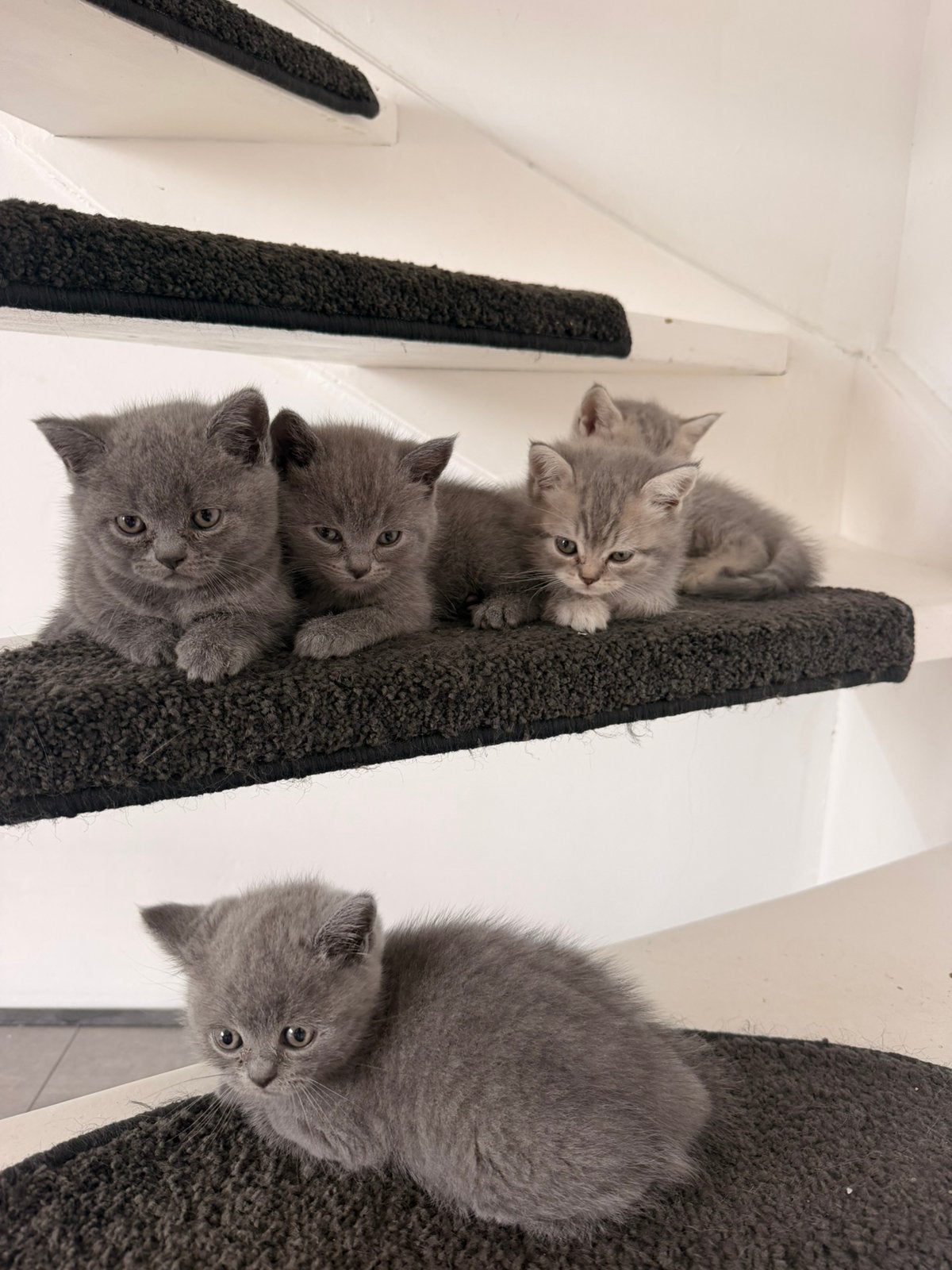 Britse korthaar kittens, Meerdere dieren