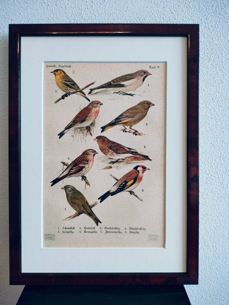 Litho Floericke Groenling Kneuter Frater Sijs Vink 1922, Antiek en Kunst, Kunst | Litho's en Zeefdrukken, Ophalen of Verzenden