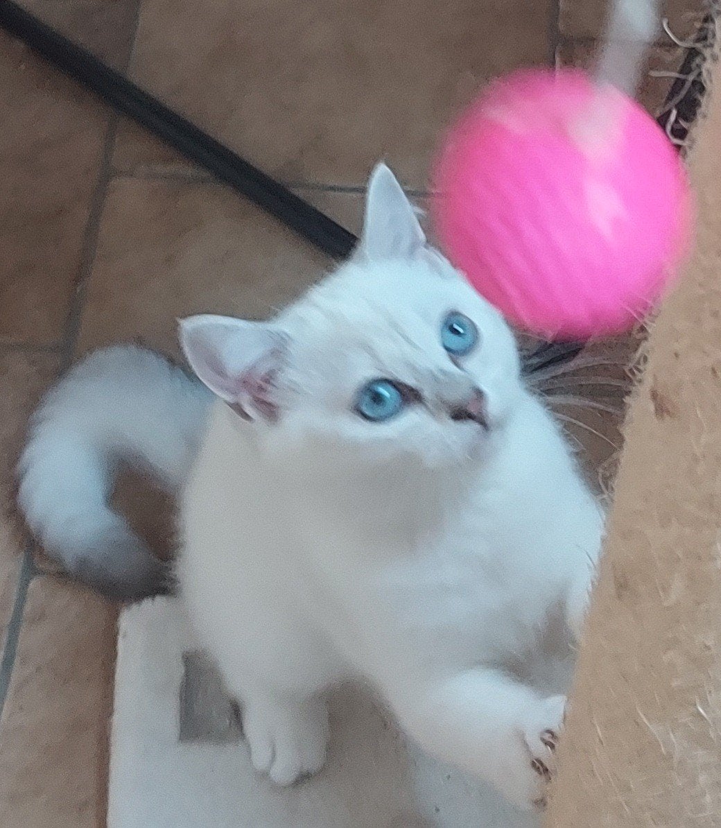 Britse korthaar kitten, Kater, Ontwormd, 0 tot 2 jaar
