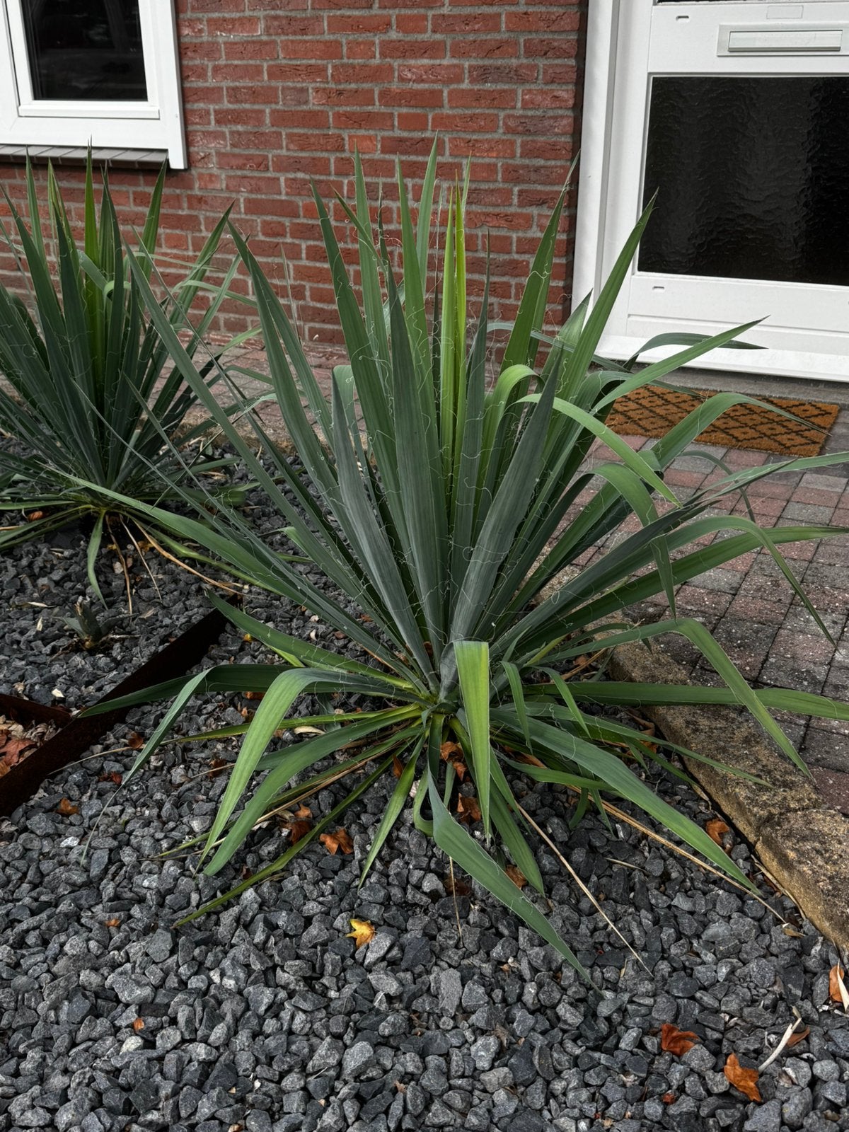 Mooie exotische tuinplanten Yucca, Agave, Dasylirion, Tuin en Terras, Bloeit niet, Overige soorten, 100 tot 250 cm, Ophalen
