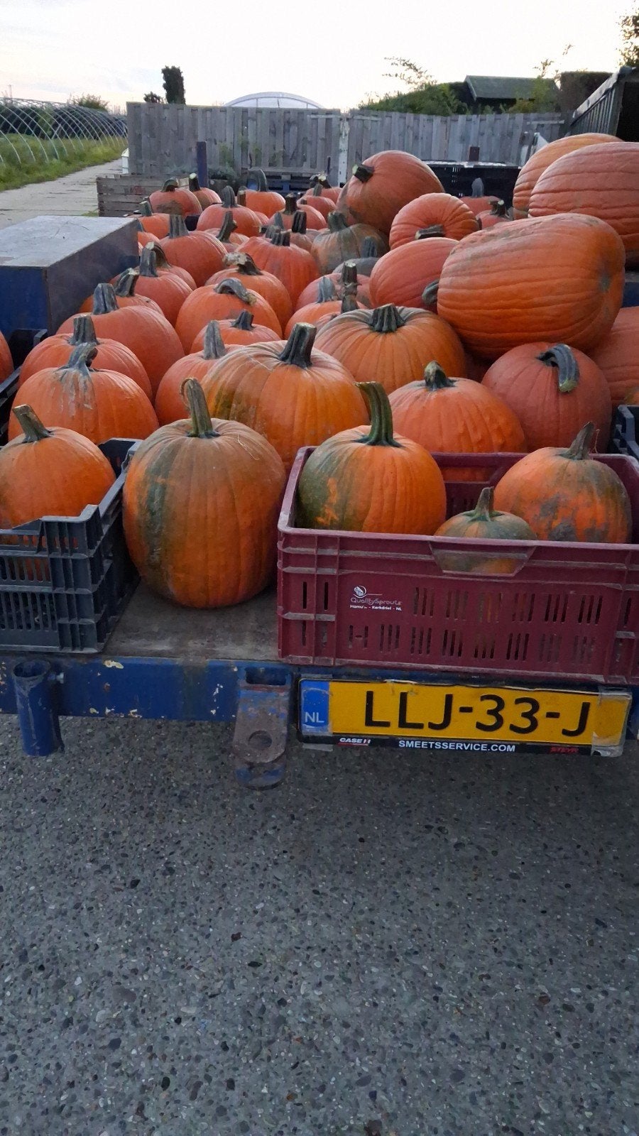 Halloween pompoenen, Ophalen, Overige soorten, Volle zon