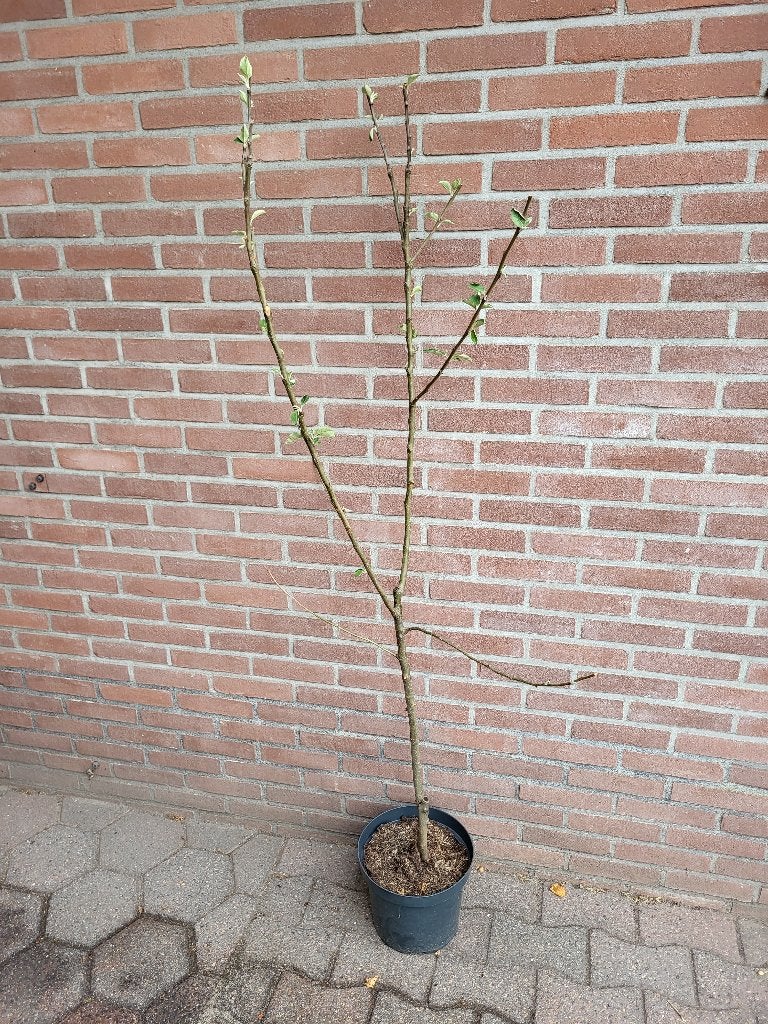Malus domestica 'Jonagold', Ophalen, Lente, Volle zon, In pot