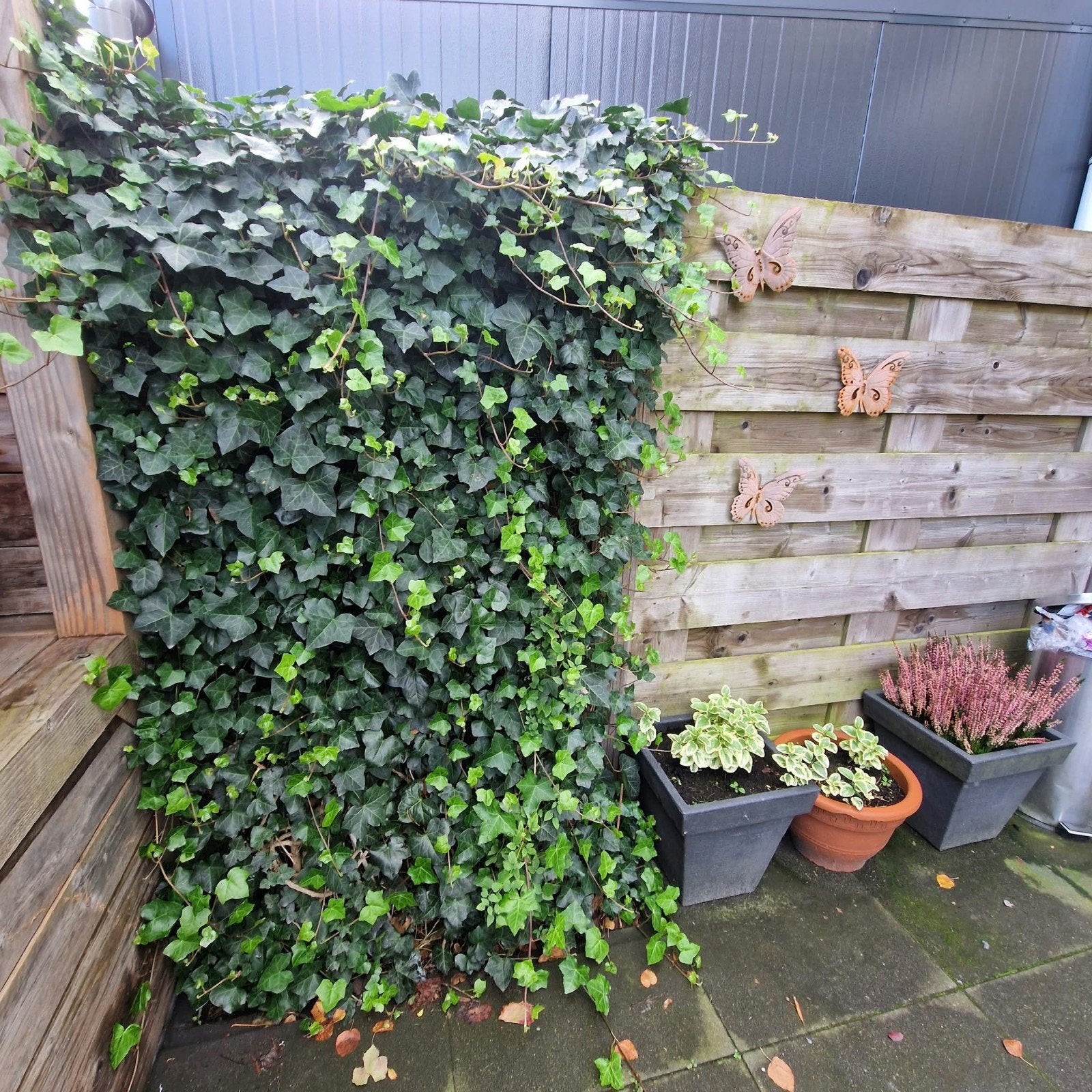 Klimop schuttingpaneel 180x120 - Groene afscheiding, Tuin en Terras, Ophalen, Bloeit niet, Klimplanten, Halfschaduw