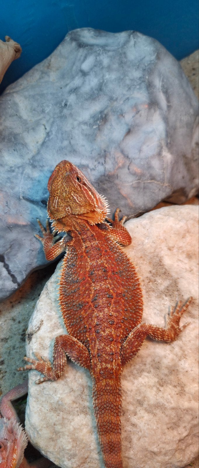 Aanbieding  mooie spanishred tiger baardagaam mannetje Bearded Dragon photo 2