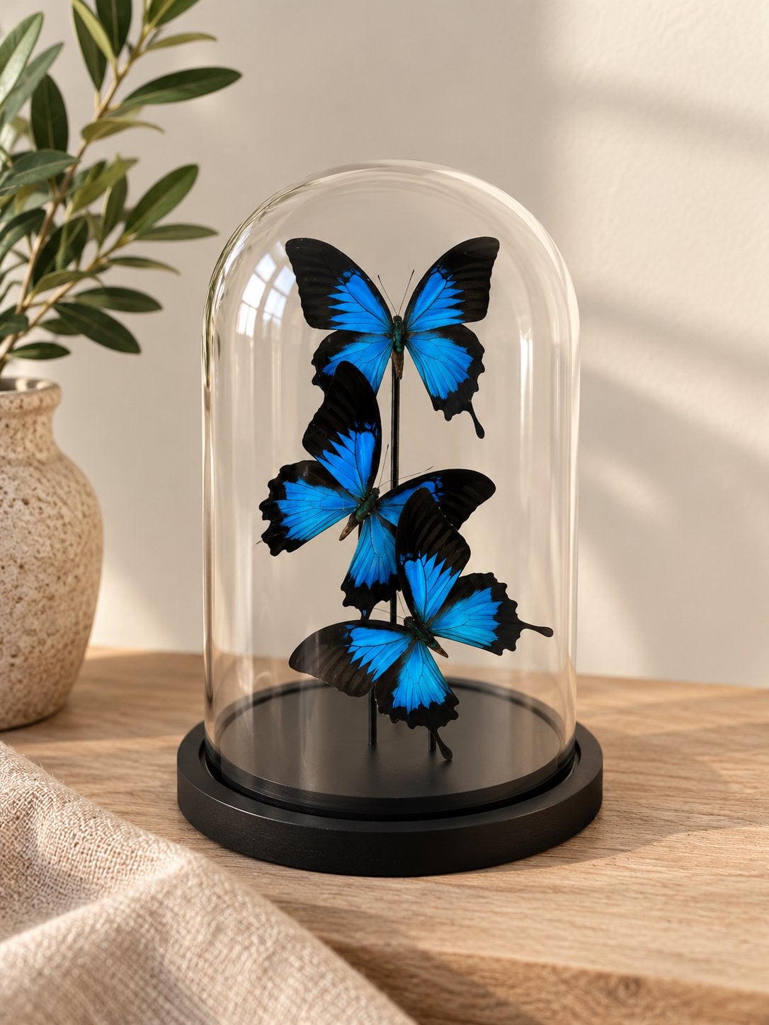 Prachtige vlinders onder glazen stolp - Decoratie, Ophalen, Nieuw, Insect, Opgezet dier