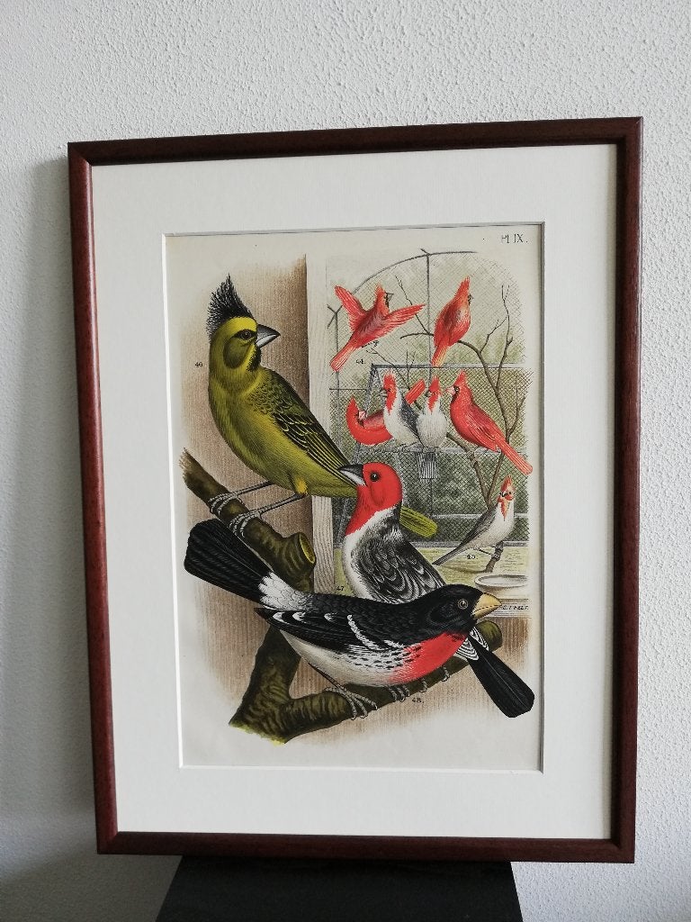 Litho Nuyens Bungartz Lubbert De Vogelwereld Vogels 1883, Antiek en Kunst, Kunst | Litho's en Zeefdrukken, Ophalen of Verzenden