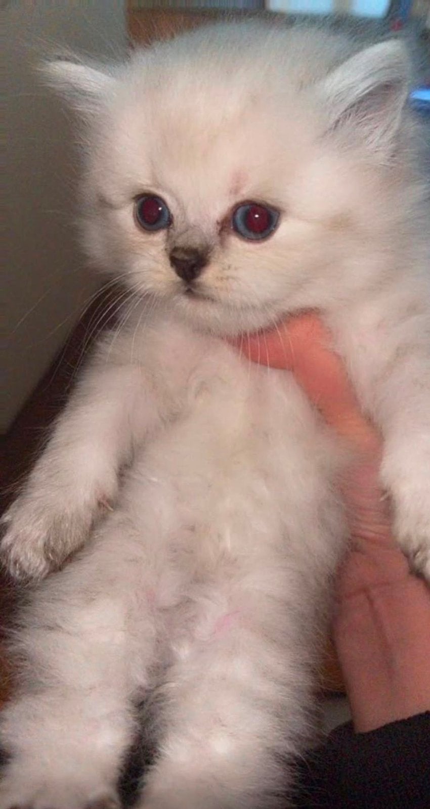 Ragdoll Kitten, Poes