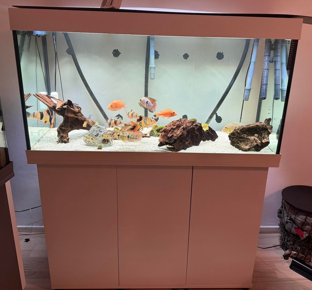 Juwel rio aquarium 350 Liter, Ophalen, Gebruikt, Leeg aquarium, Juwel