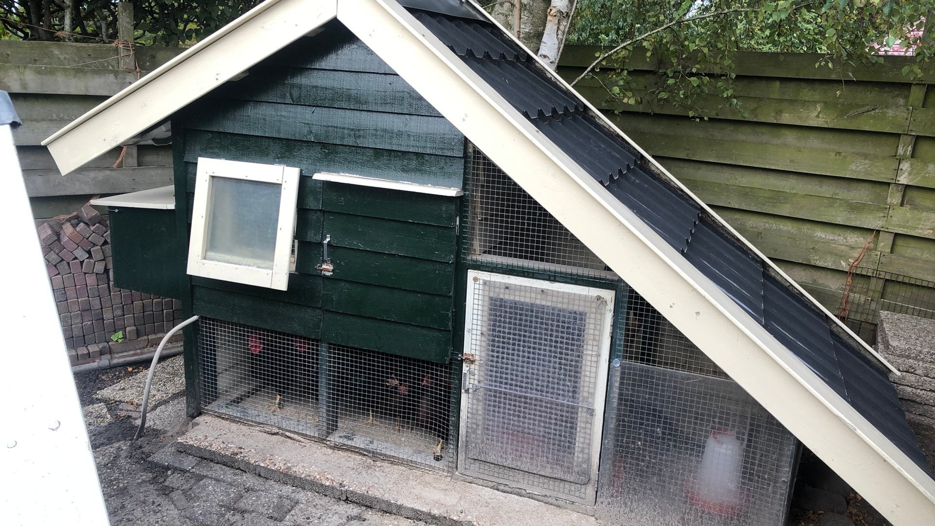 Red IJslander kriel kippen met eventueel hok, Meerdere dieren, Kip