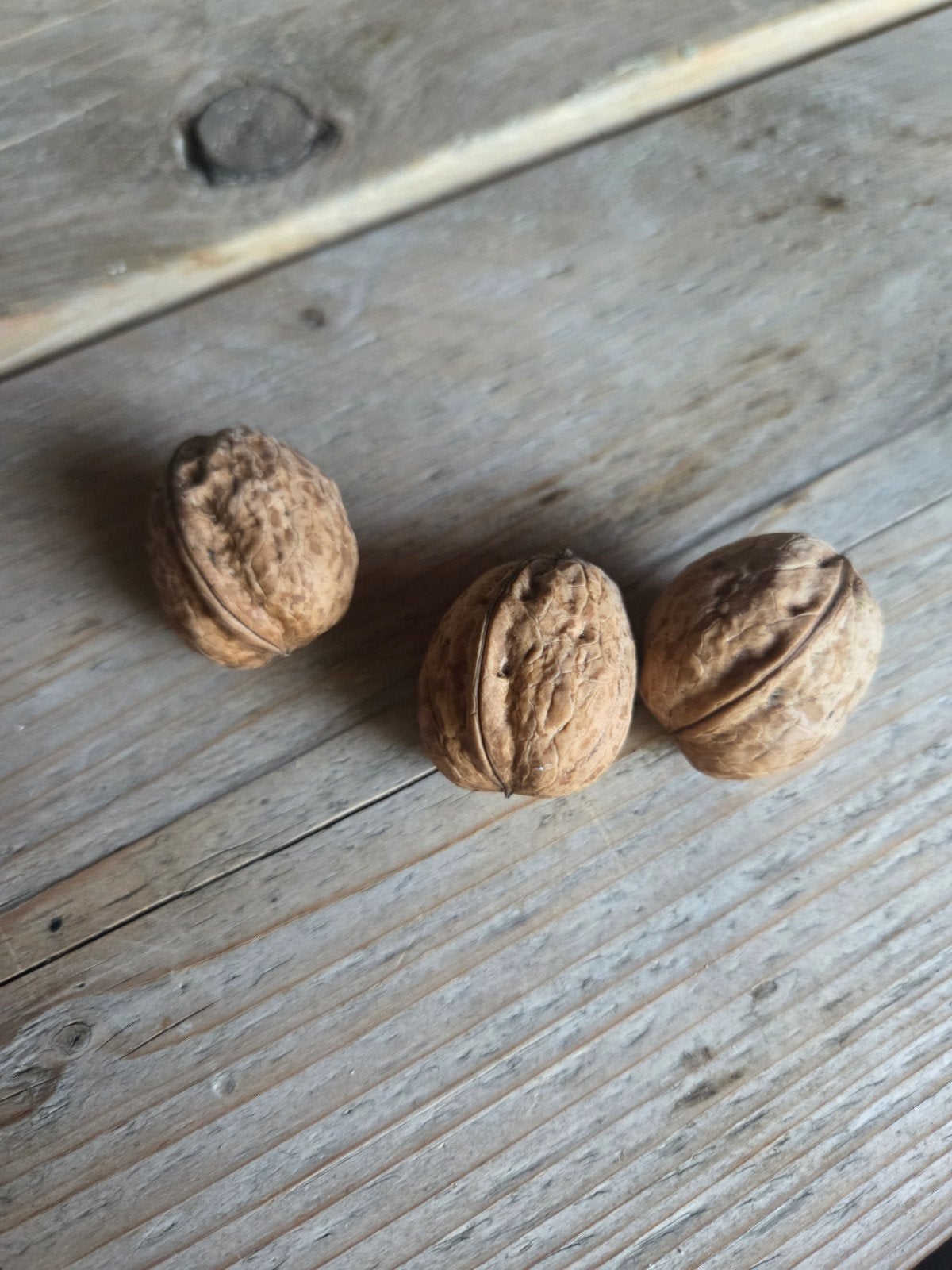 Te koop biologische walnoten €4,- p/kg    5kg voor €17.50, Ophalen, Minder dan 100 cm, Overige soorten