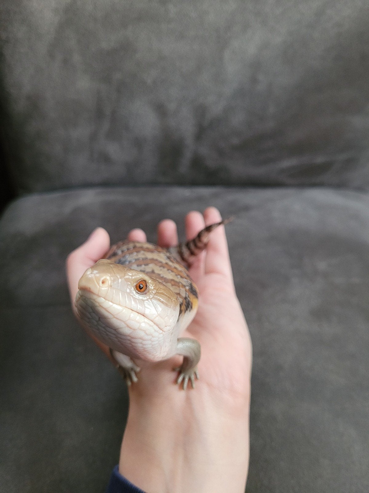 Jonge Australische blauwtongskinken - Tiliqua Scincoides, Hagedis, 0 tot 2 jaar