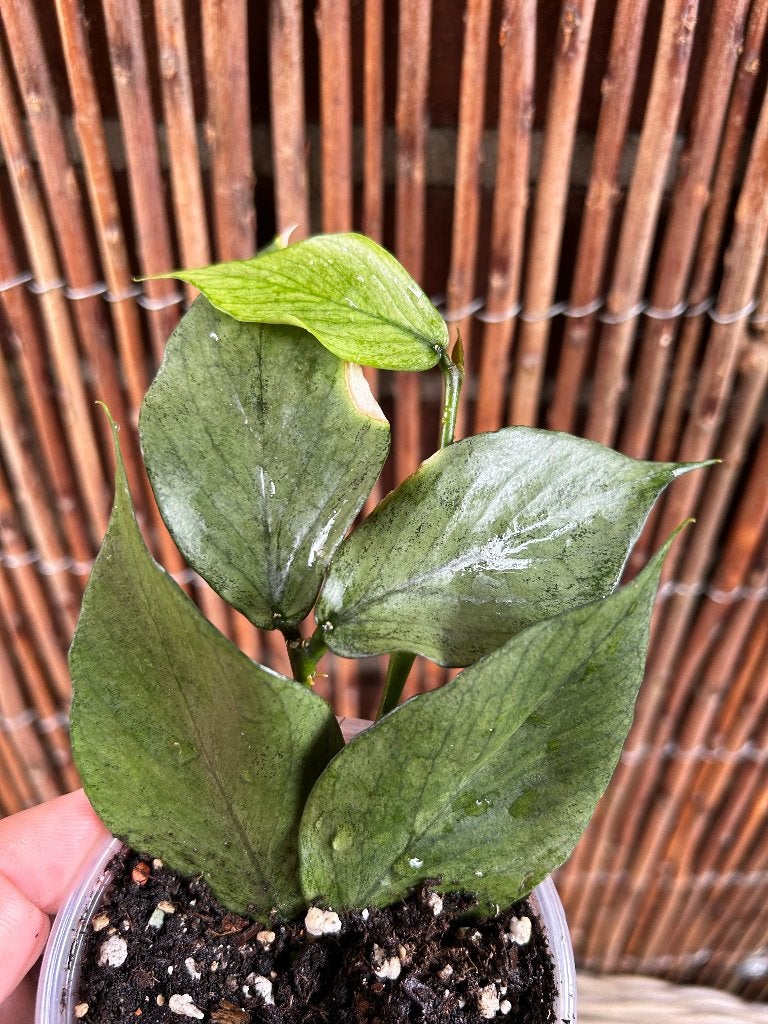 Hoya Polyneura Broget 🪴, Huis en Inrichting, Kamerplanten, Overige soorten, In pot, Minder dan 100 cm, Groene kamerplant