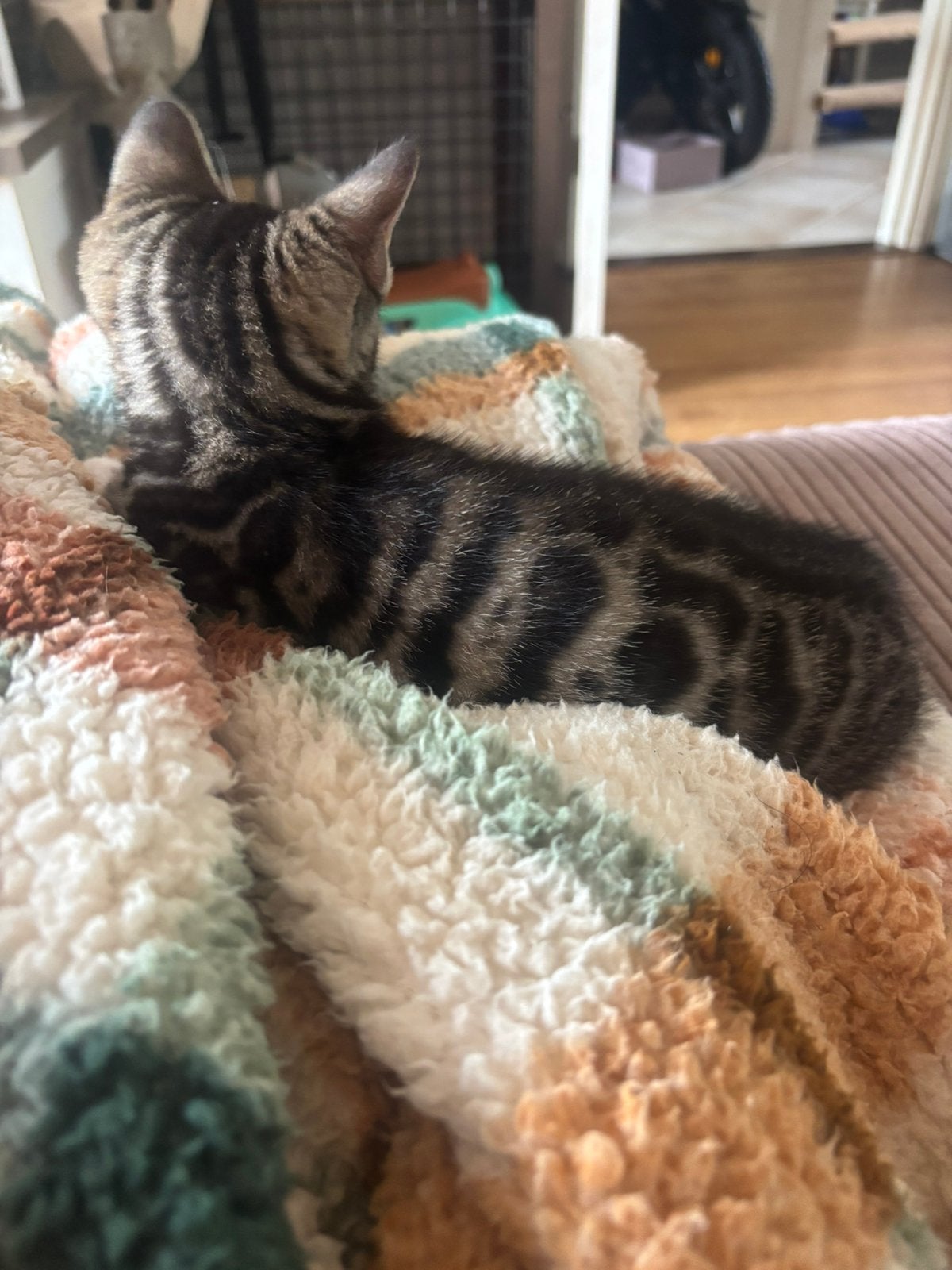 Prachtig bengaal katertje mag verhuizen, Kater, Kortharig, 0 tot 2 jaar