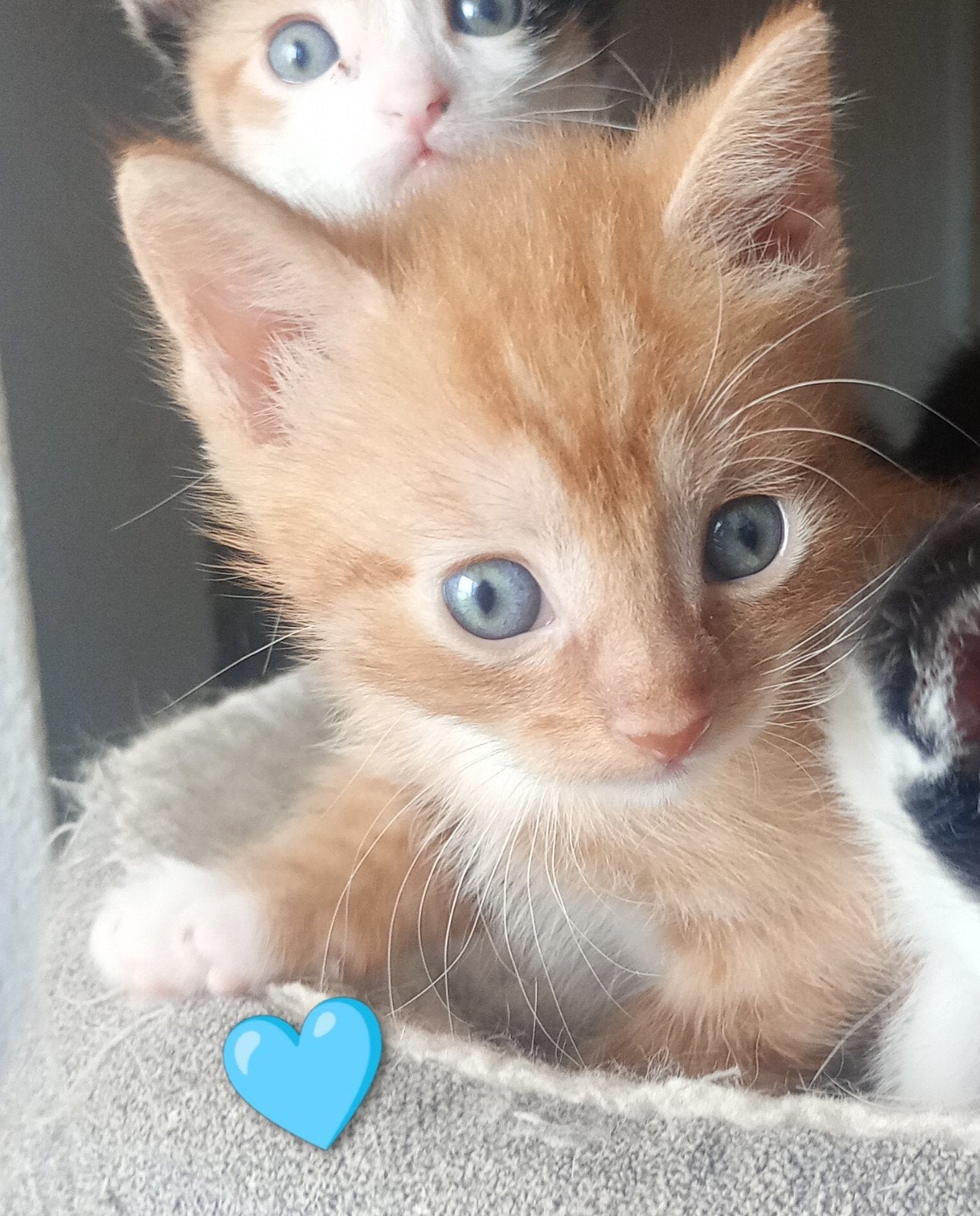 supper lieve aanhankelijke kittens, Meerdere dieren