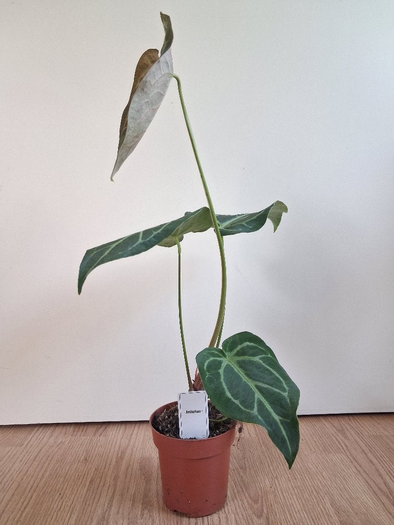 Anthurium Crystallinum Silver Blush - Flamingoplant H: 58 cm, Huis en Inrichting, Kamerplanten, Ophalen, Overige soorten, Halfschaduw