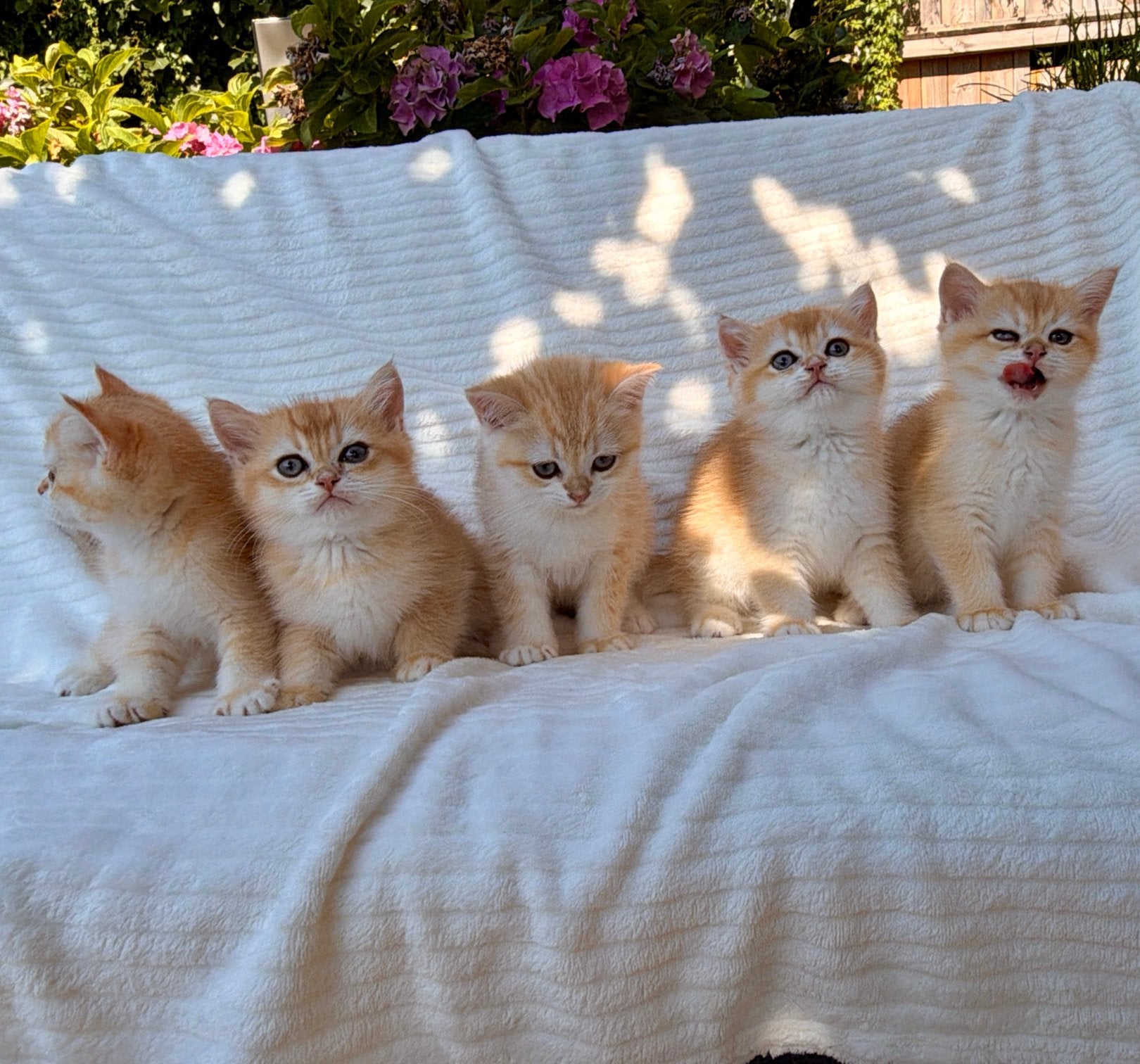 Kittens British shorthair: Golden Shaded cartoon faces, Poes, Gechipt, 0 tot 2 jaar