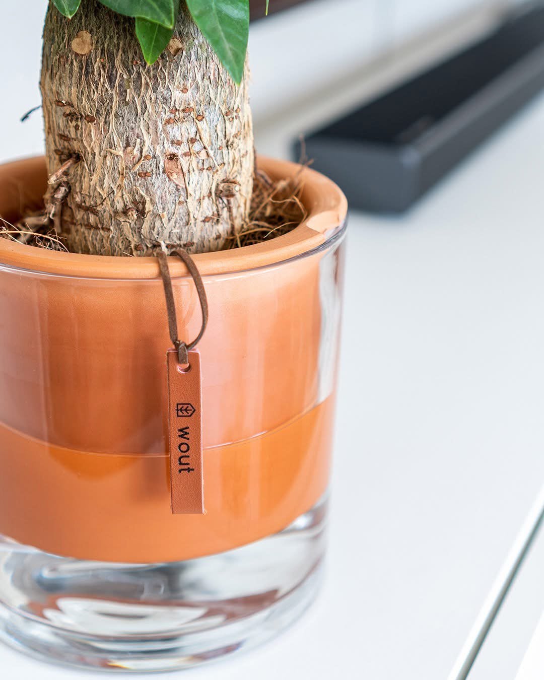 WOUT Dion designer pot, Huis en Inrichting, Kamerplanten, Ophalen, Overige soorten, Halfschaduw, Minder dan 100 cm