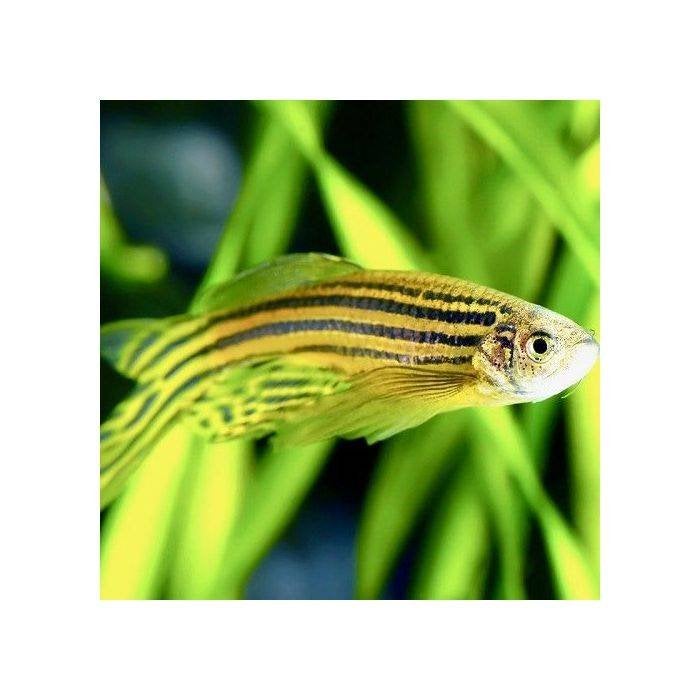 Zebra danio sluier, Vis
