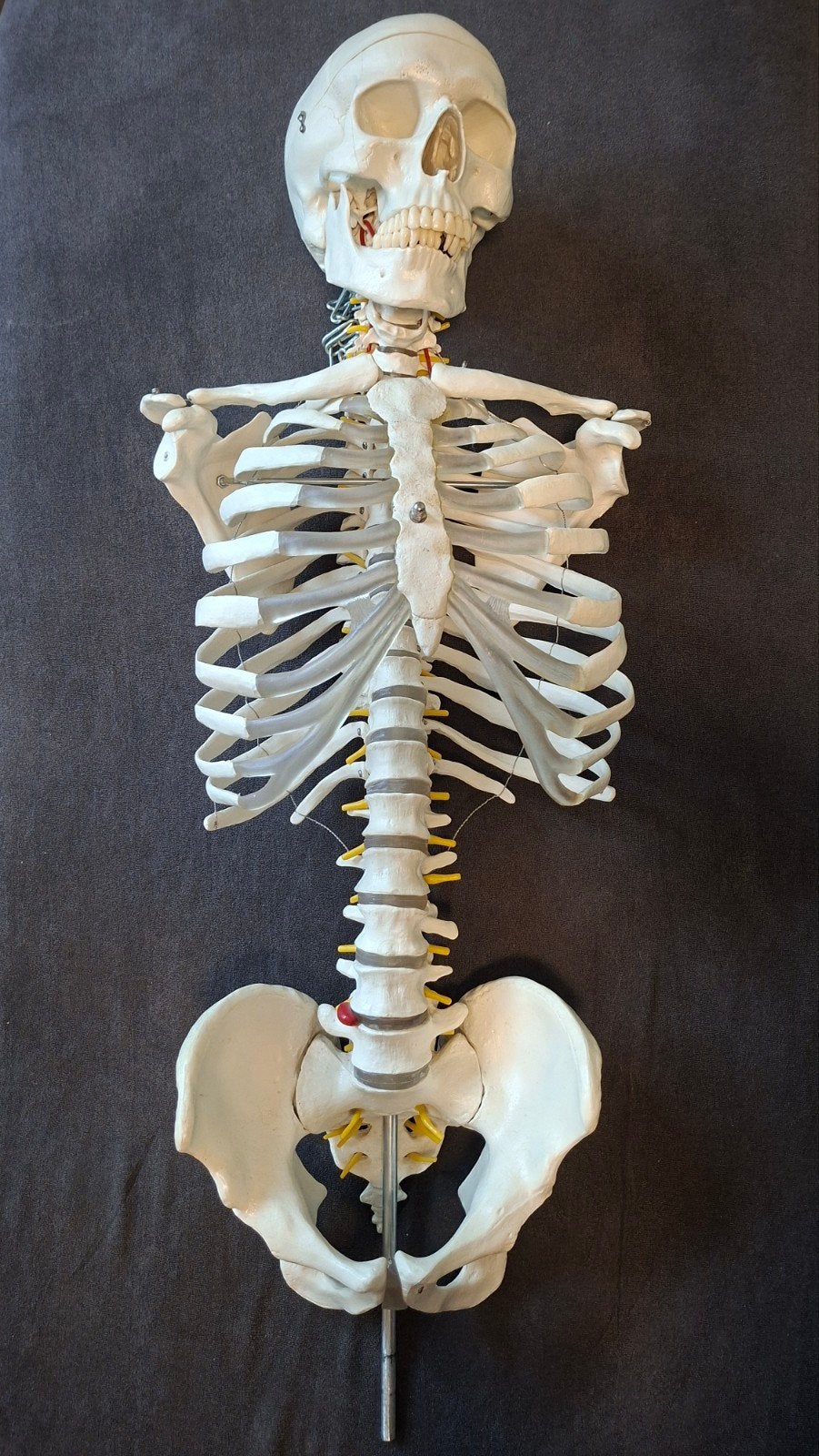 BIEDEN: Anatomisch Skeletmodel - Torso met Bekken, Ophalen, Gebruikt