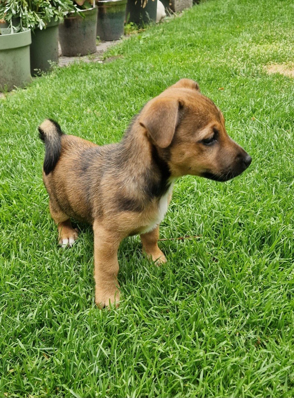 jackrussel  teefje MAG VERHUIZEN, Dieren en Toebehoren, Honden | Jack Russells en Terriërs, Jack Russell Terriër, 8 tot 15 weken