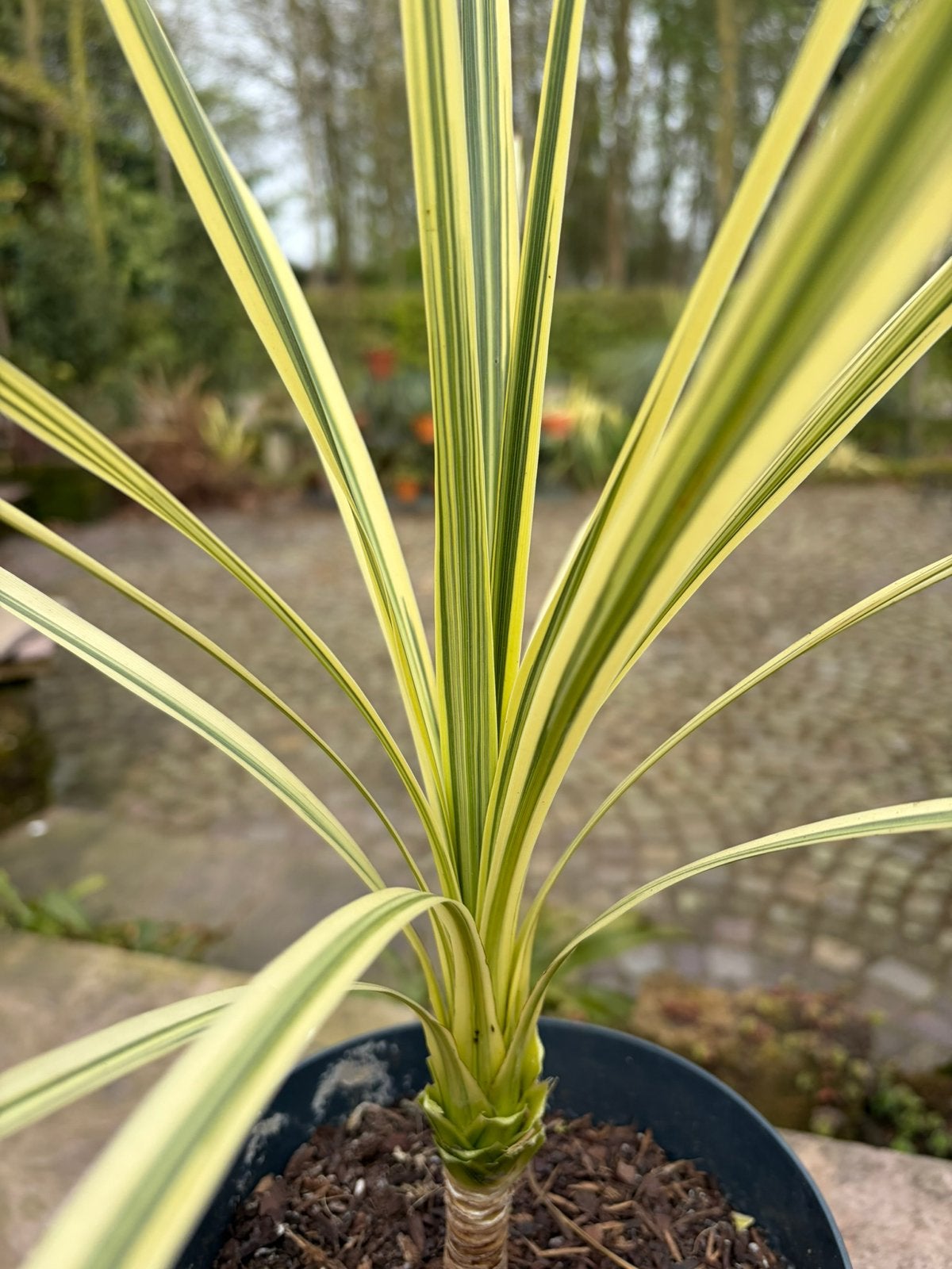 Cordyline australis Lime Passion.Koolpalm., Ophalen, Overige soorten, Volle zon