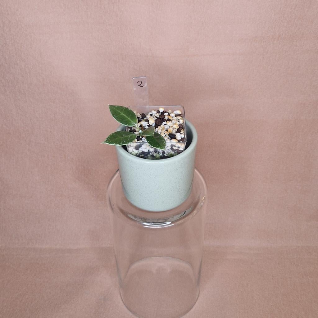 Hoya Lacunosa FN Galaxy 2, Verzenden, Overige soorten, Halfschaduw, Minder dan 100 cm