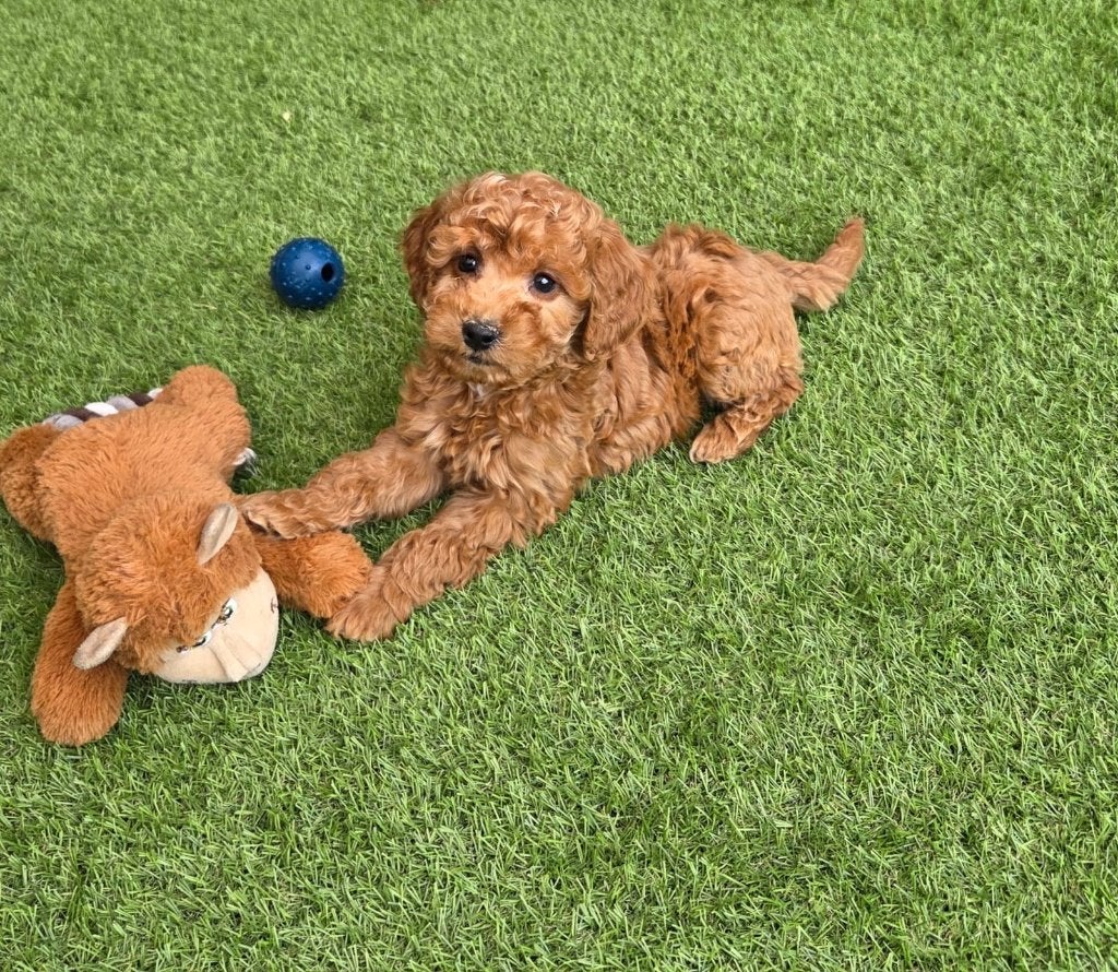 Hele leuke Maltipoo pups in verschillende kleurtjes, Dieren en Toebehoren, Poedel, Parvo, Nederland, 8 tot 15 weken