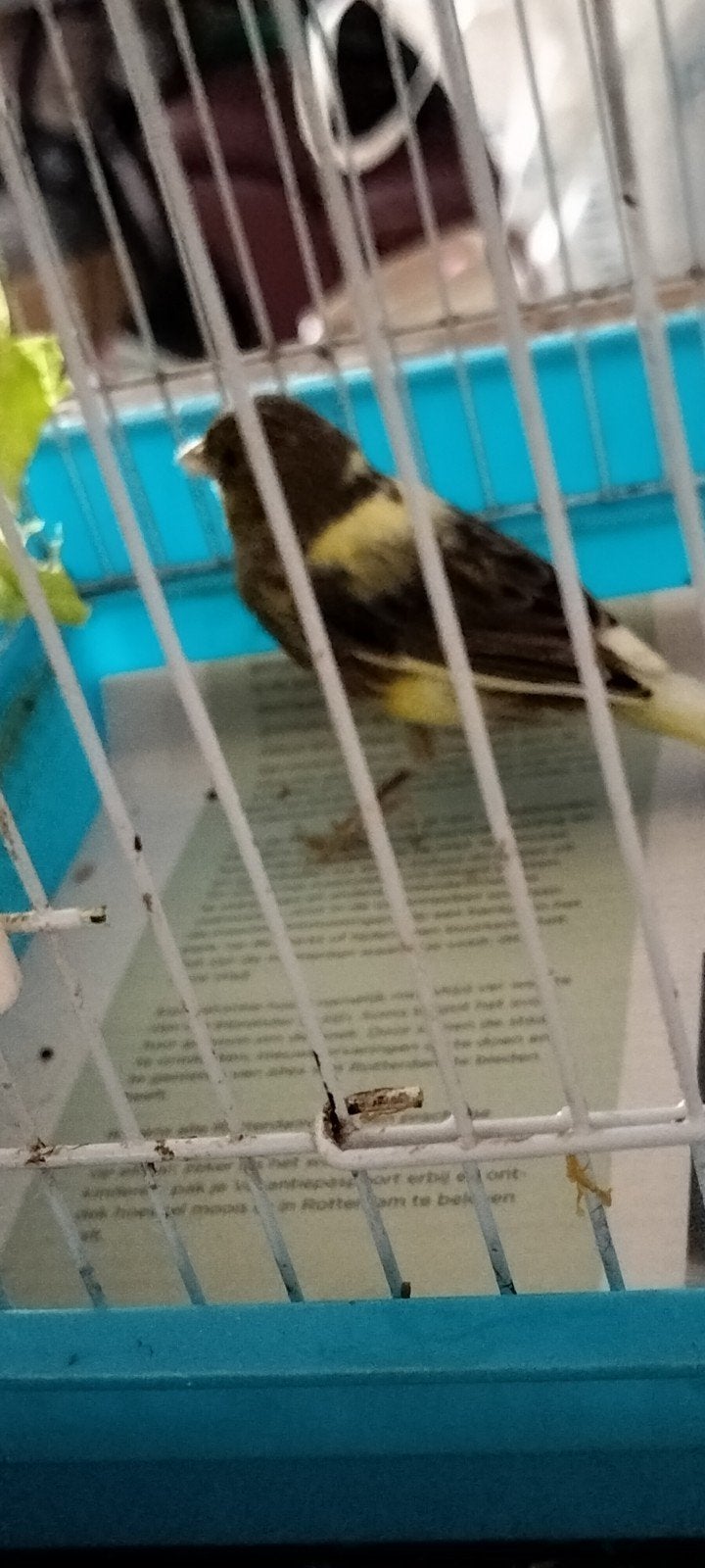 timbrado kanarie te koop, Meerdere dieren, Geringd