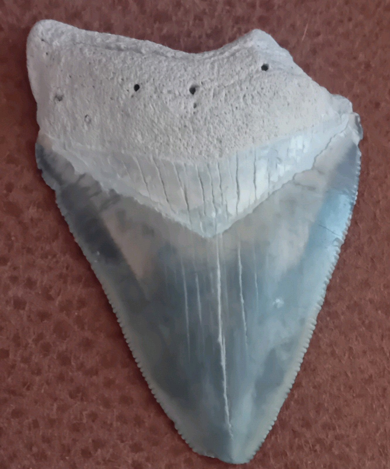 Megalodon tand 6.9cm, Verzamelen, Ophalen of Verzenden, Fossiel