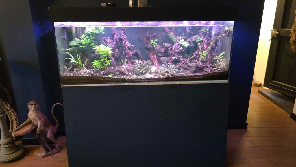 Aquarium 160x60x60, Dieren en Toebehoren, Vissen | Aquaria en Toebehoren, Ophalen, Gevuld zoetwateraquarium