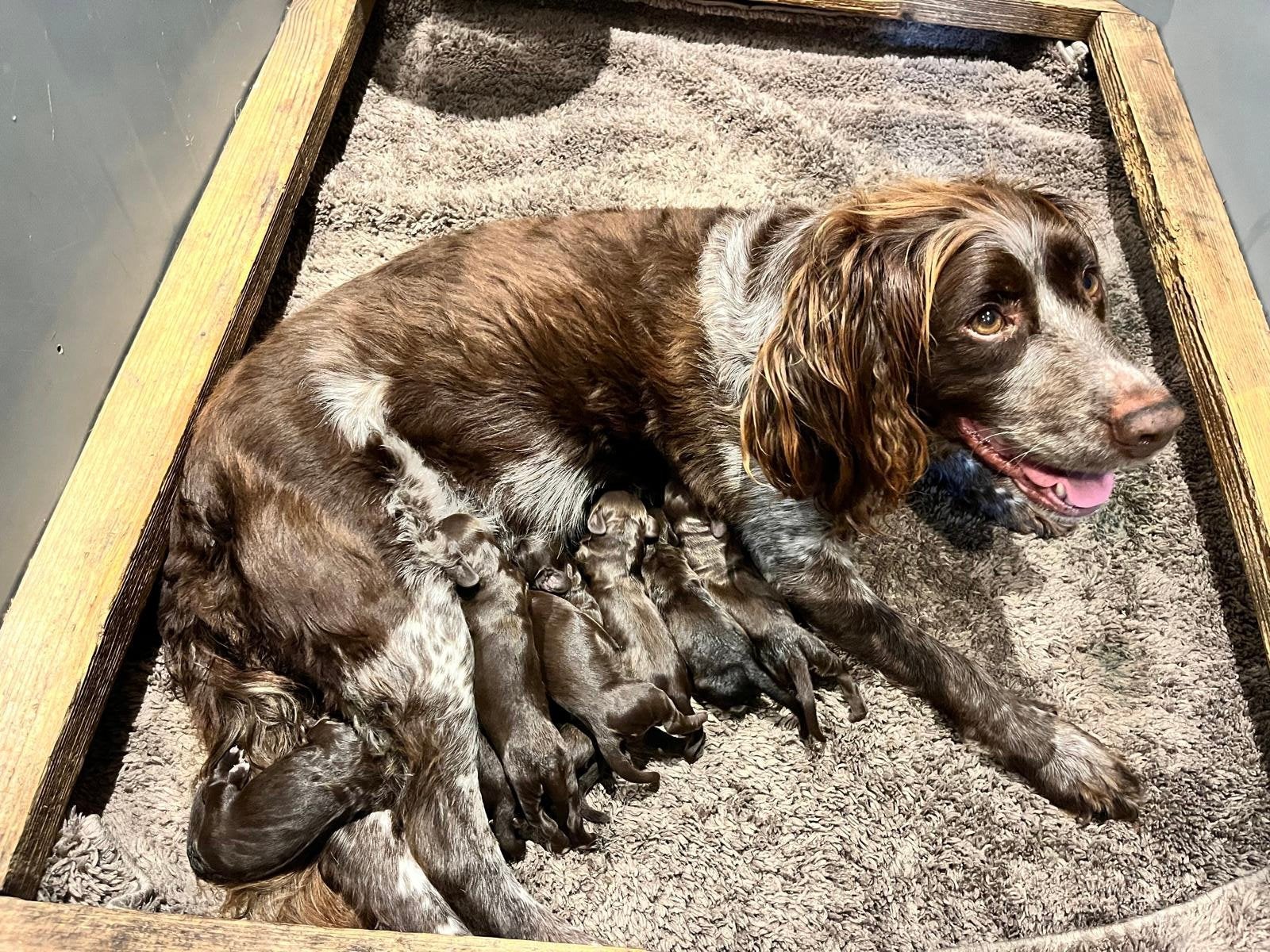Engelse springer spaniël pups, Dieren en Toebehoren, Honden | Retrievers, Spaniëls en Waterhonden, Parvo, 8 tot 15 weken, Meerdere