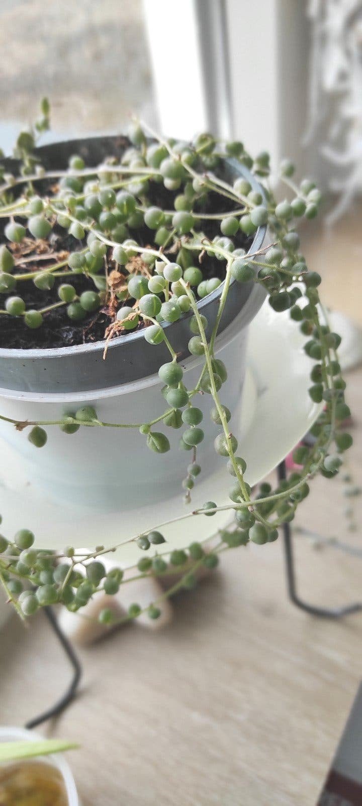 Erwtenplant 'String of Pearls' 50cm lang, parelketting plant, Vetplant, In pot, Minder dan 100 cm, Groene kamerplant