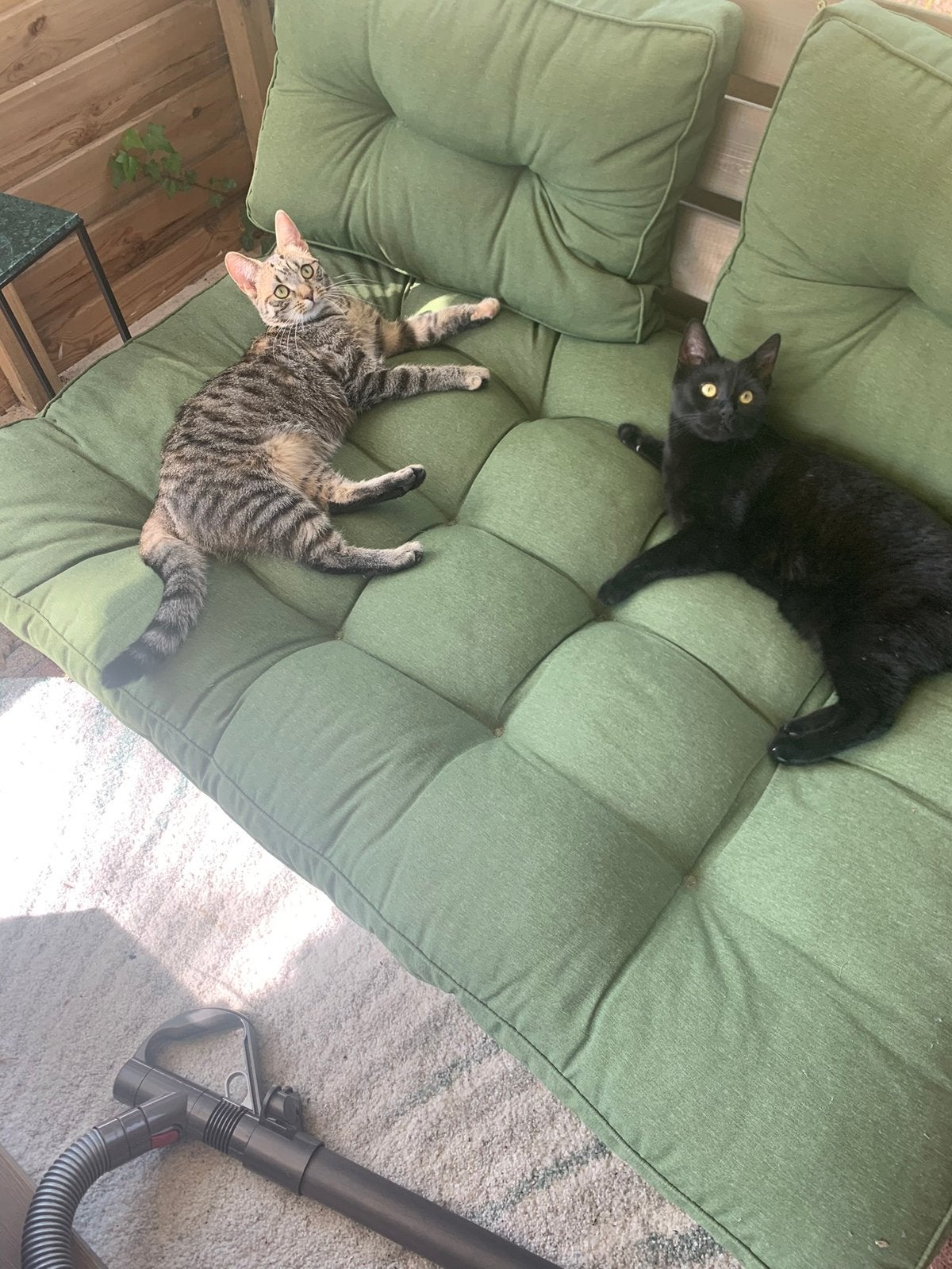 Goed huisje gezocht voor 2 lieve katjes, Dieren en Toebehoren, Poes, Gechipt