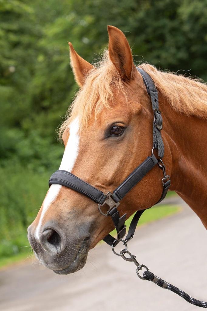 Harry's Horse Halsterset Denici Cavalli, Shadow, maat Full, Ophalen of Verzenden, Nieuw, Overige soorten