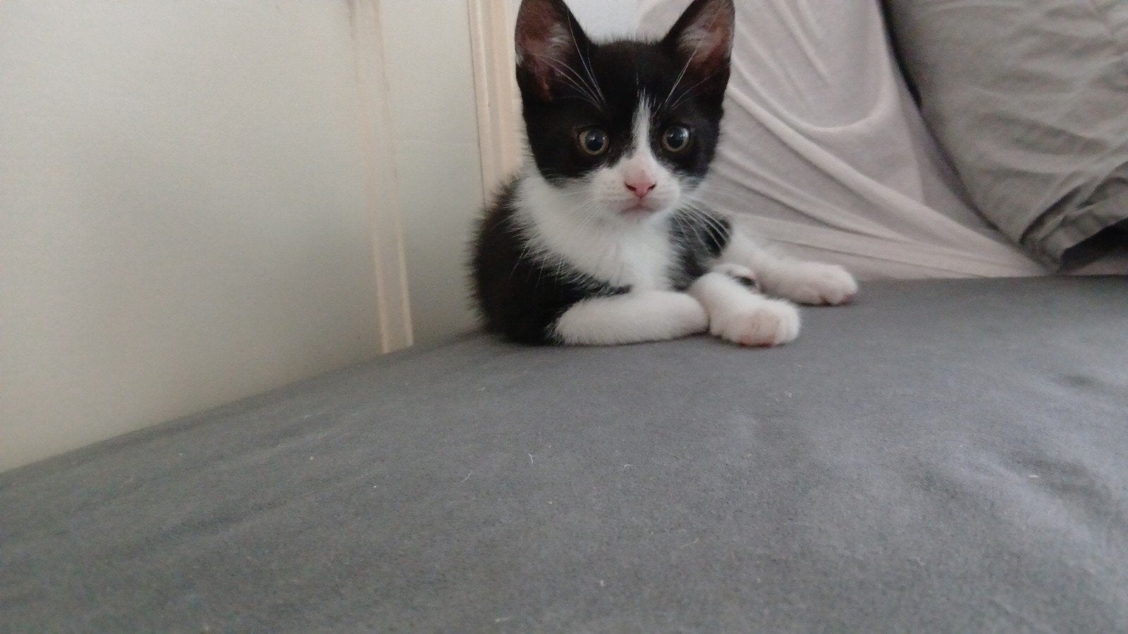 Schitterende kitten, Meerdere dieren