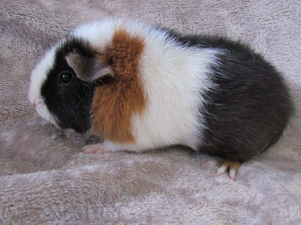 Enkele zeugen beschikbaar, Dieren en Toebehoren, Knaagdieren, Mei, Meerdere dieren, Cavia