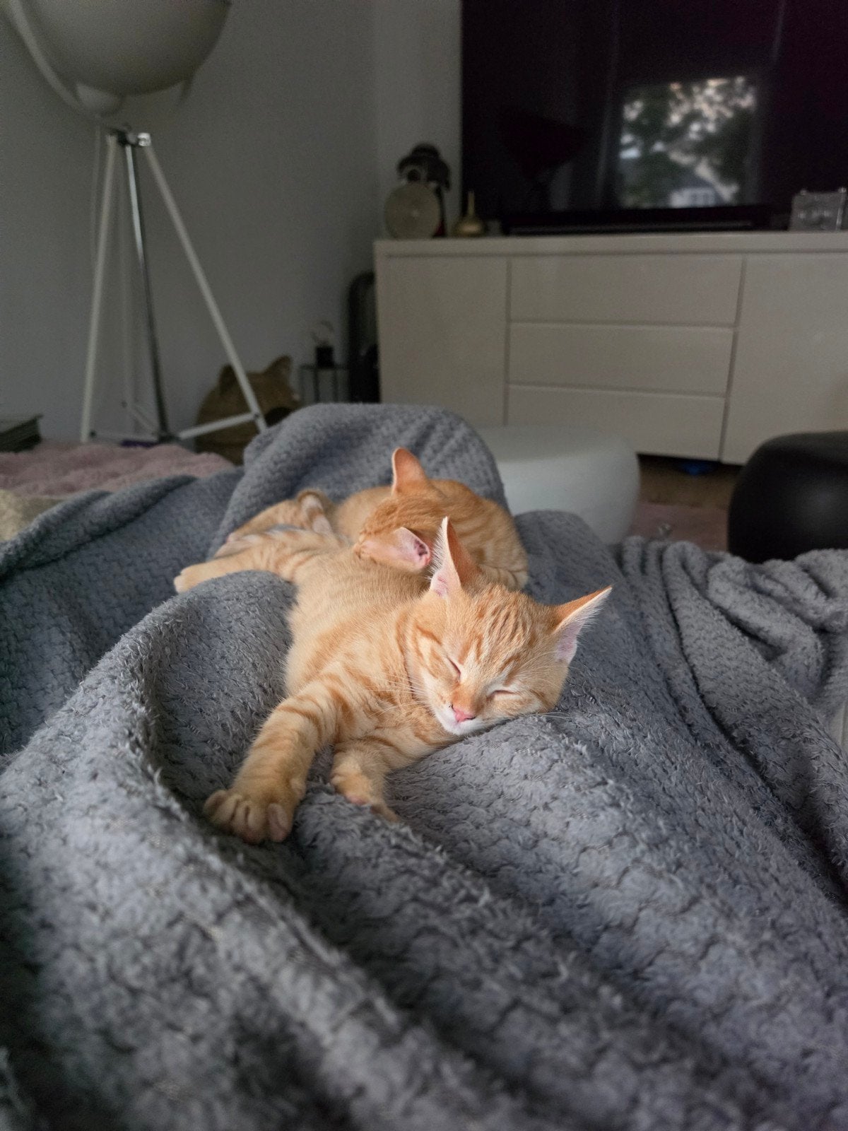 Lieve rode kittens te koop, Dieren en Toebehoren, Meerdere dieren, 0 tot 2 jaar