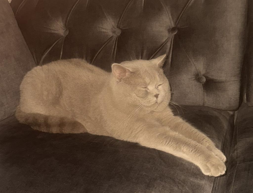 Britse korthaar dekkater, 3 tot 5 jaar