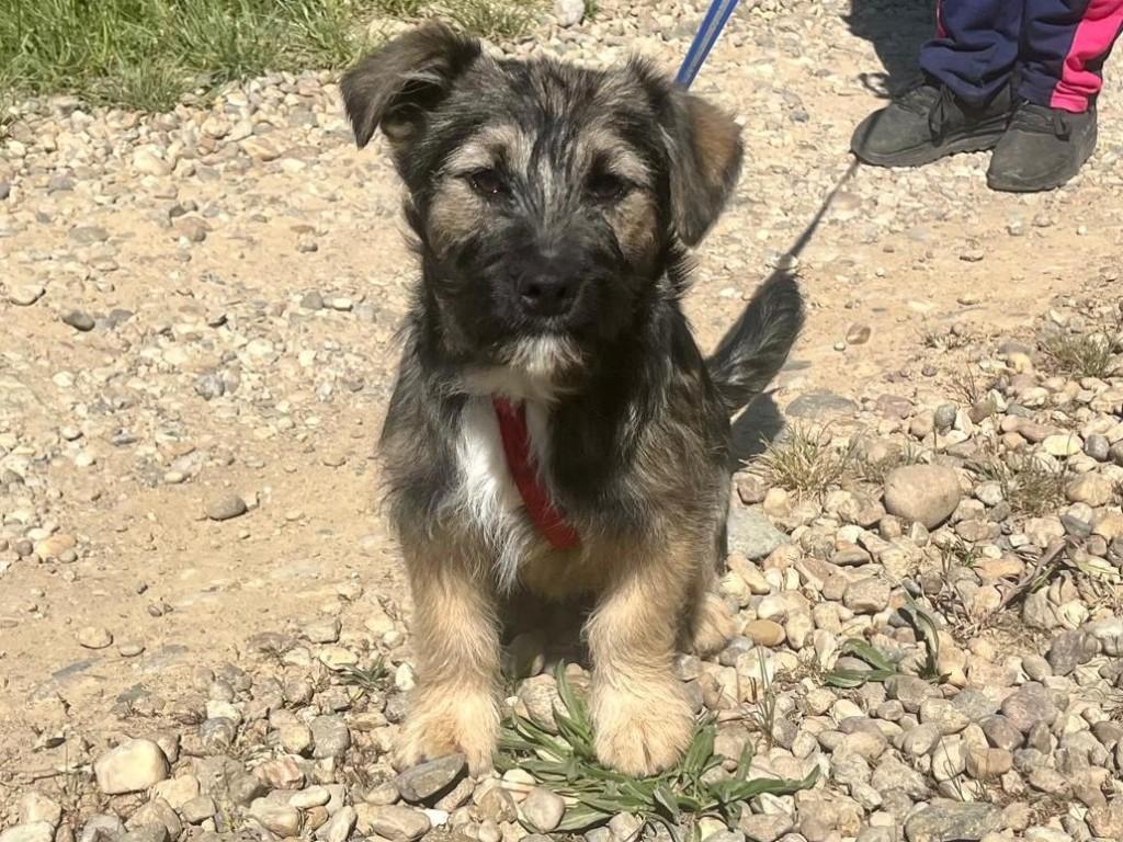 Pup Loky, een lief, klein en vrolijk hondje, Dieren en Toebehoren, Particulier, 15 weken tot 1 jaar, Reu, Buitenland