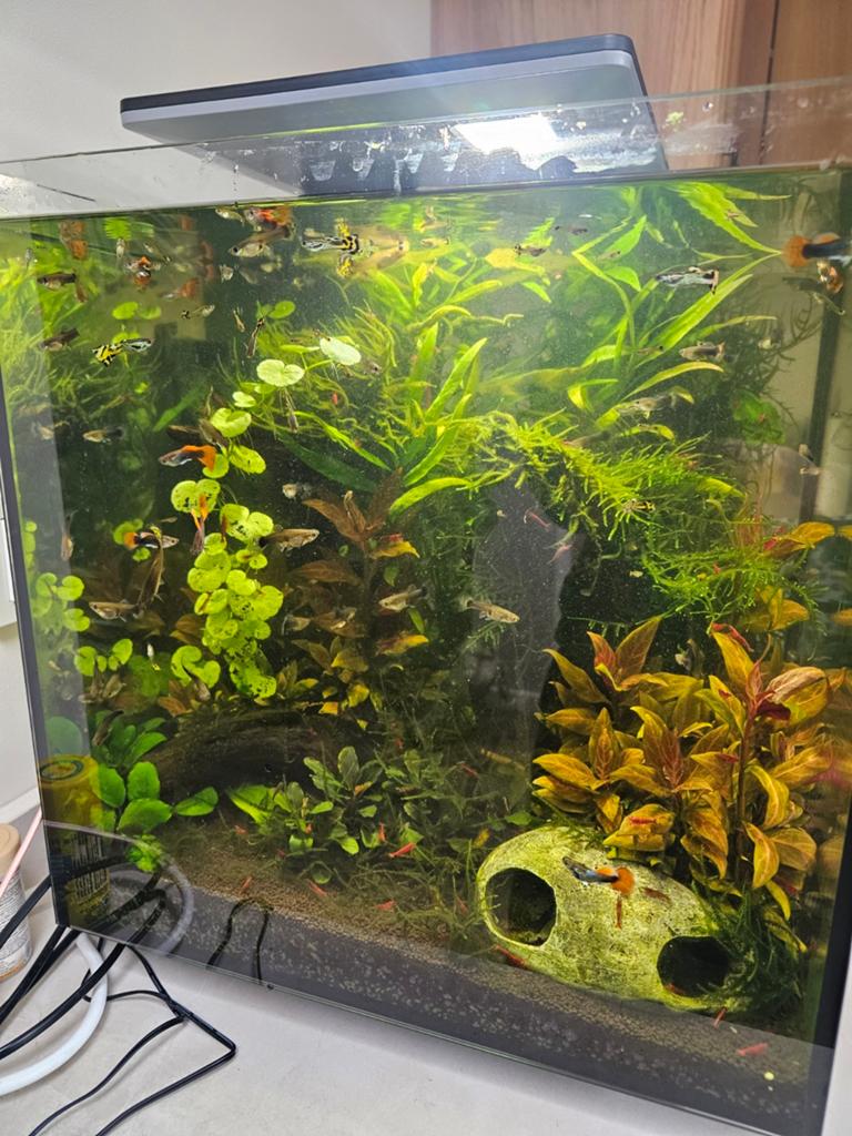 Garnalen, Planten en Guppies, Dieren en Toebehoren, Ophalen, Plant(en), Steen of Hout