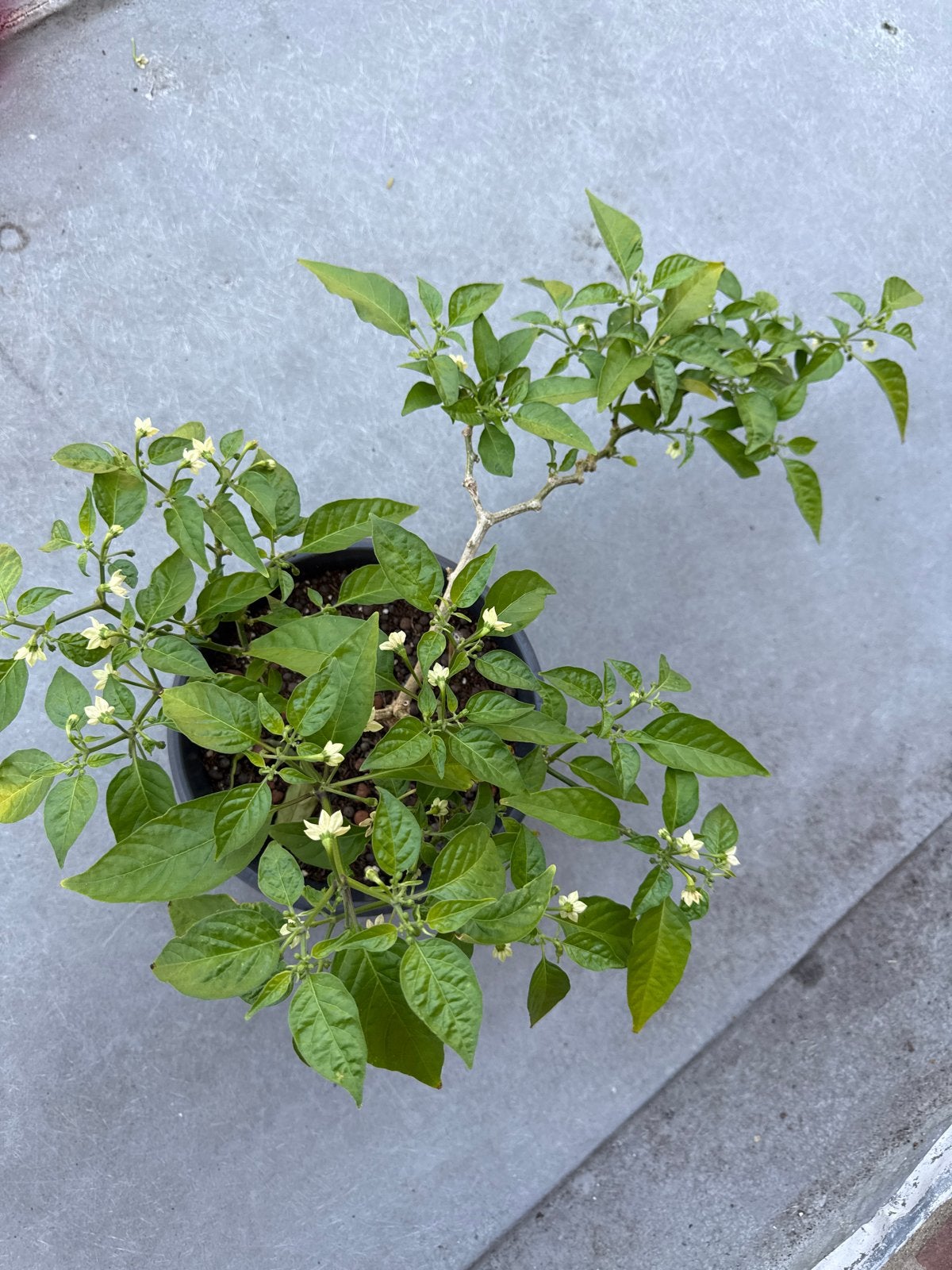 Chiliplant met bloemen - Perfect voor kruidenliefhebbers, Tuin en Terras, Planten | Tuinplanten, Volle zon, Vaste plant, Ophalen of Verzenden