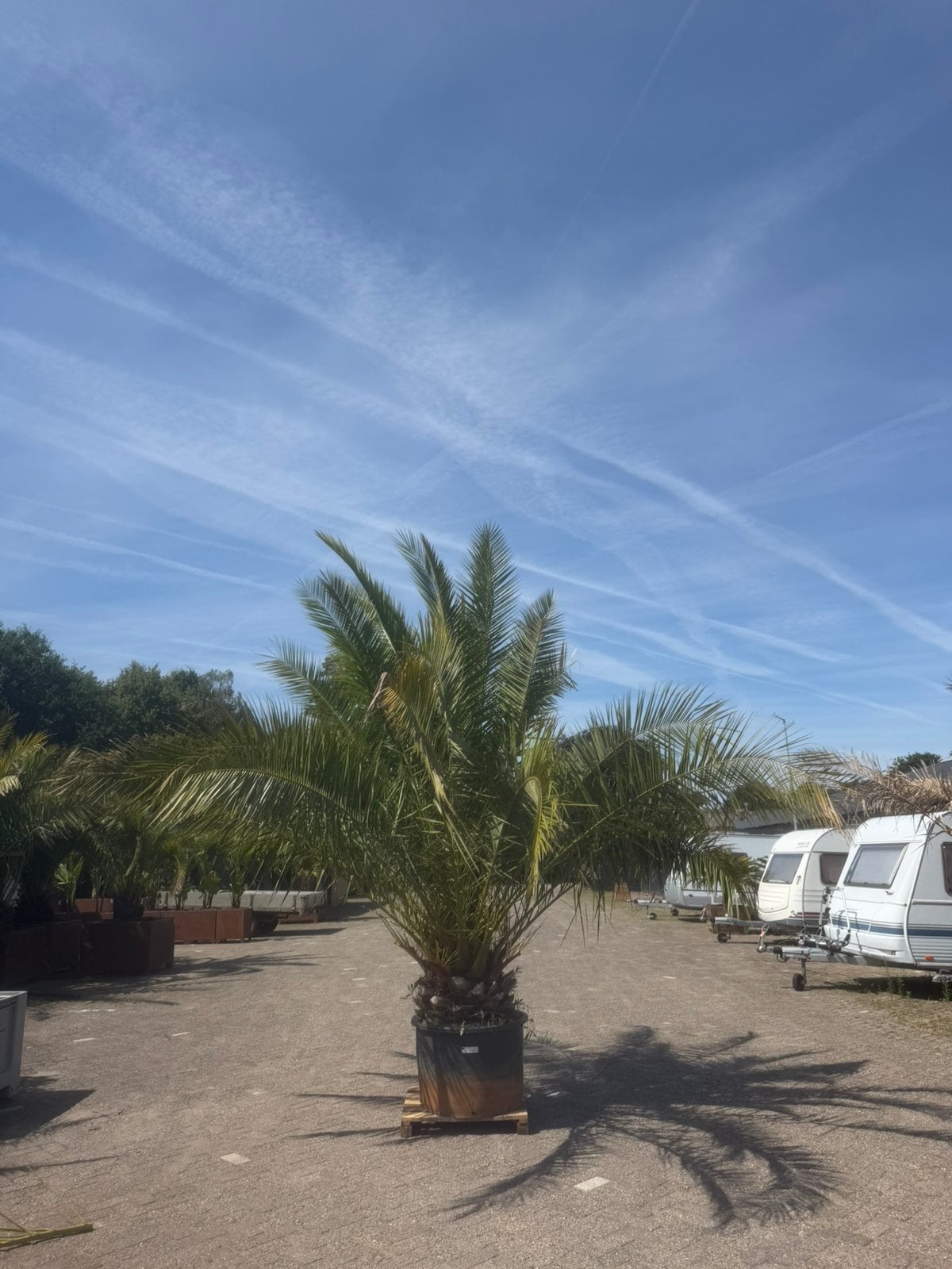 Phoenix canariensis XXL, Palmboom, 400 cm of meer, Ophalen, Volle zon