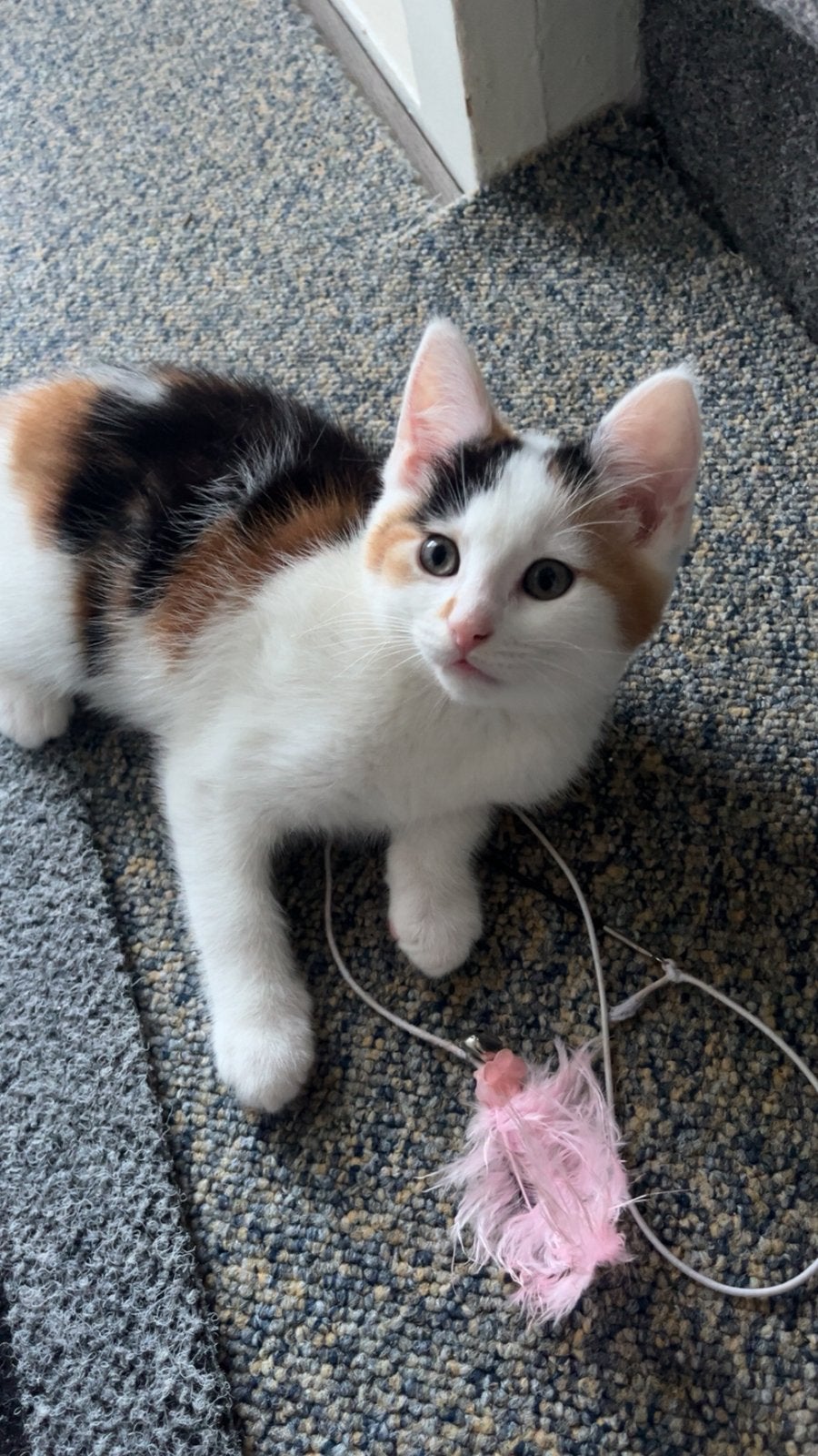 6 kittens te koop, Dieren en Toebehoren, Meerdere dieren, 0 tot 2 jaar