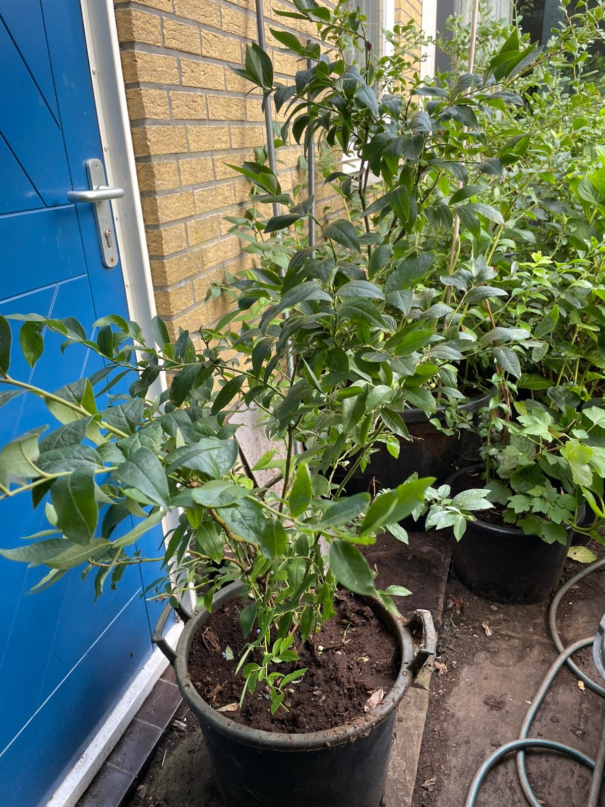 Blauwe bes, Tuin en Terras, Volle zon, Lente, Minder dan 100 cm, Overige soorten