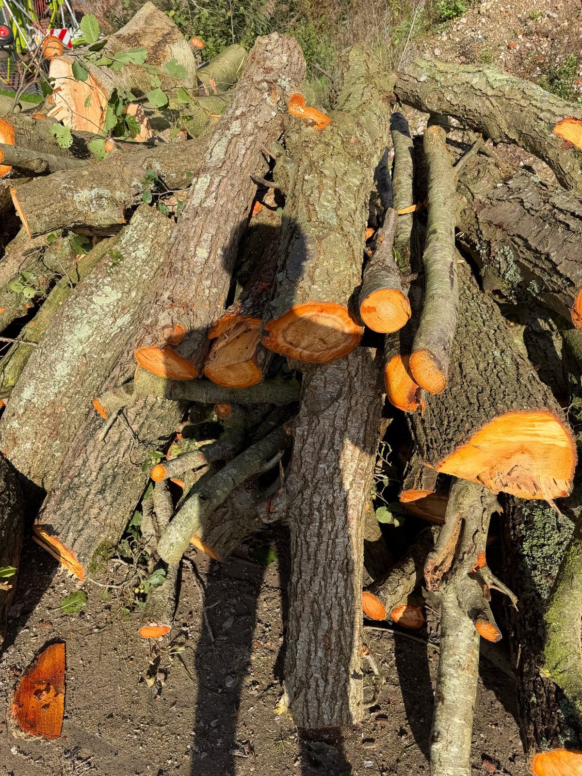 Vers gekapt hout: Stammen elzen els, 6 m³ of meer, Ophalen of Verzenden, Overige houtsoorten, Stammen