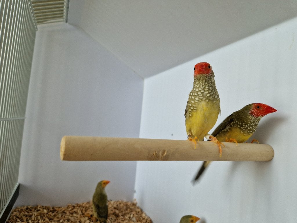 Binsenastrilde roodkop | veel keuze uit tropische vogels, Meerdere dieren, Tropenvogel