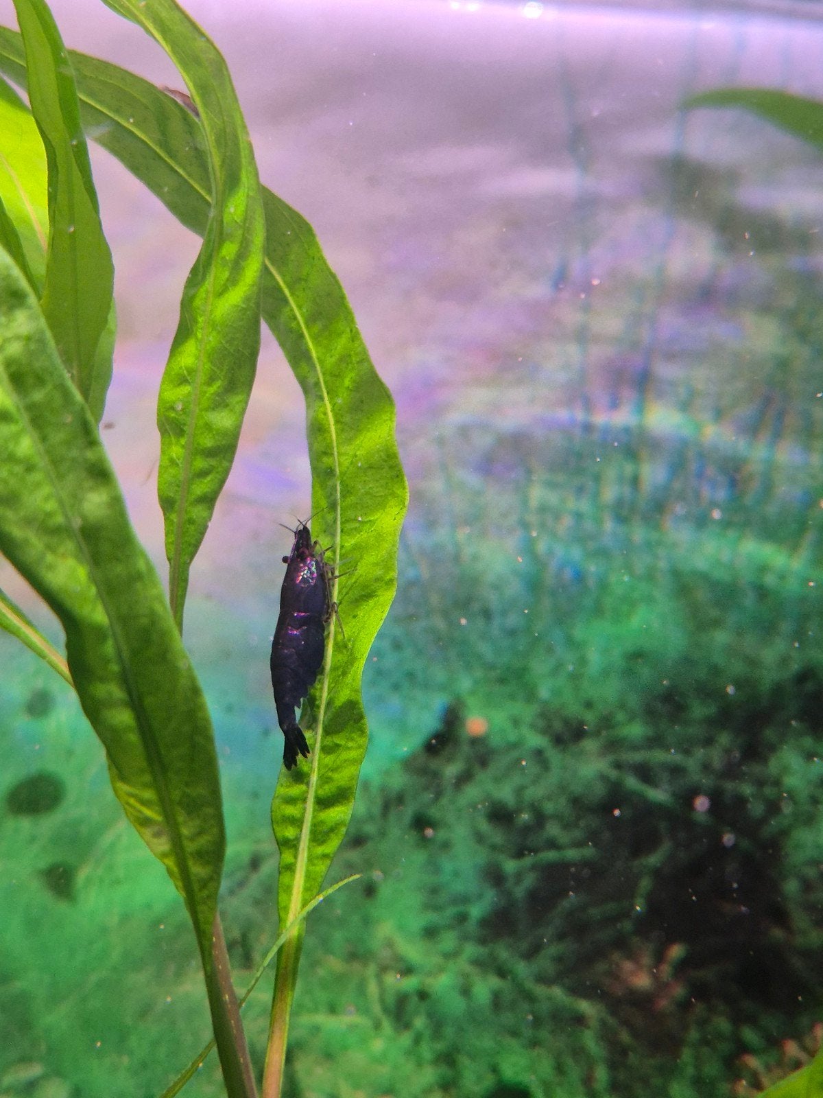neocaridina davidi black sakura, Kreeft, Krab of Garnaal