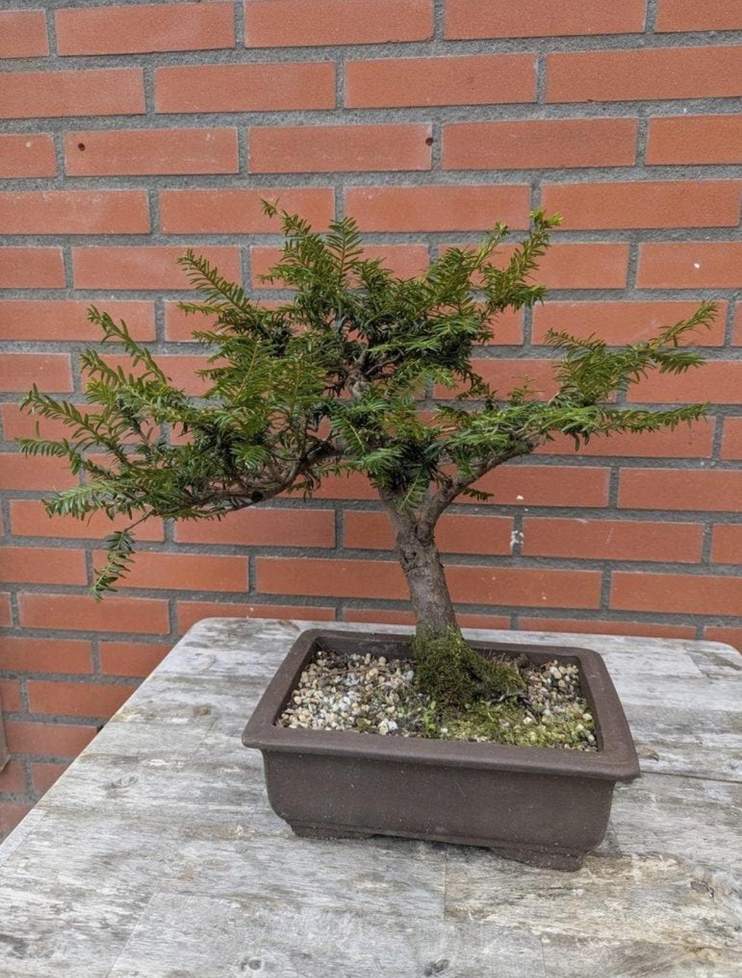 Taxus Baccata, Ophalen