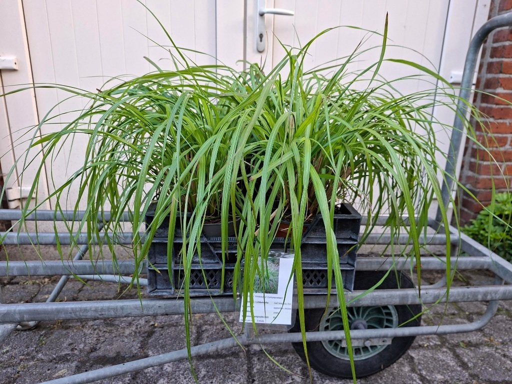 Mooie Pennisetum alop. 'Viridescens' (Lampepoetsersgras)!, Tuin en Terras, Planten | Tuinplanten, Siergrassen, Volle zon, Ophalen
